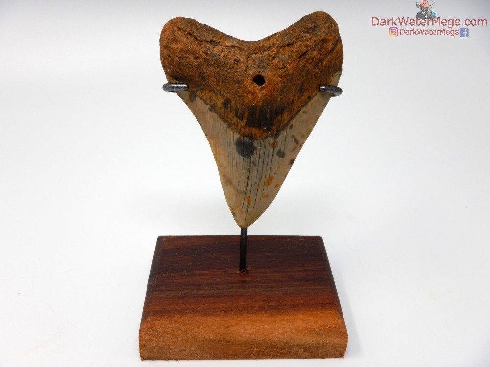 3.98&quot; orange and tan megalodon on stand