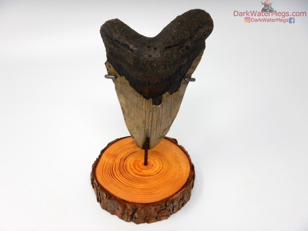 5.36&quot; very large megalodon with wood stand