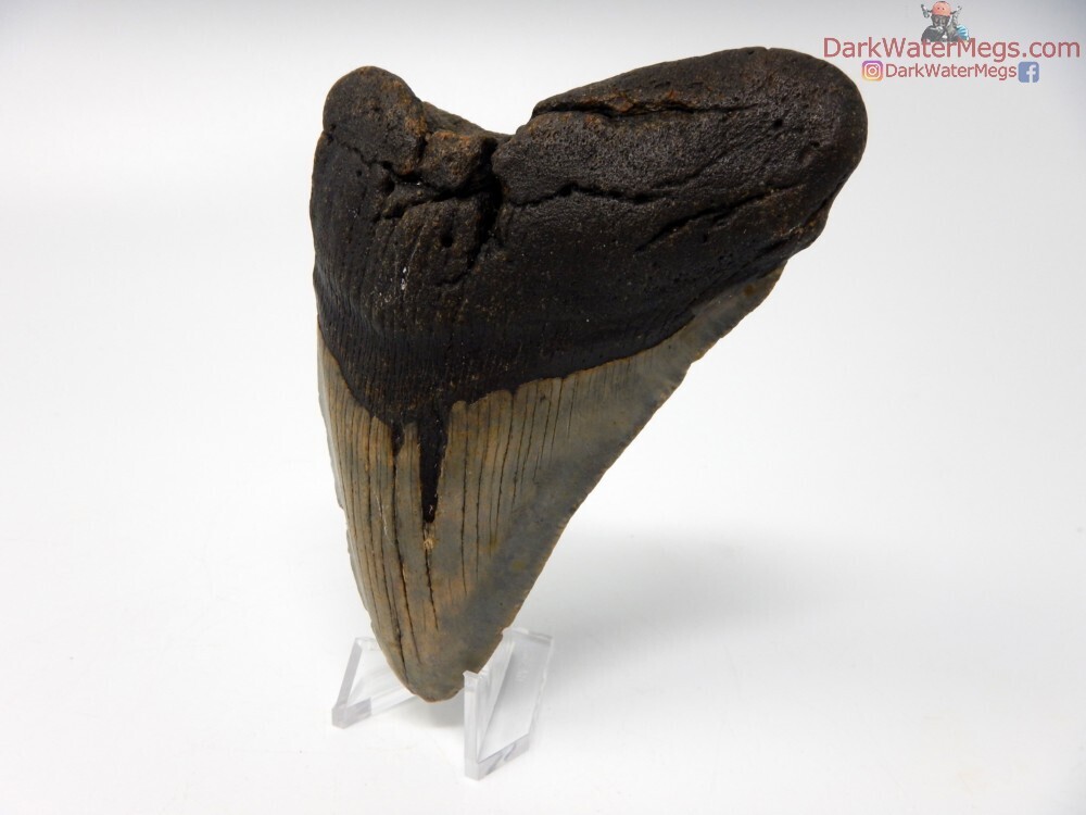 4.38&quot; megalodon on stand