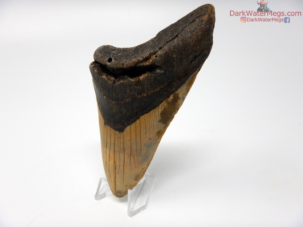 4.61&quot; megalodon on stand