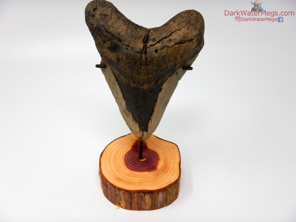 5.72&quot; huge megalodon with wood stand