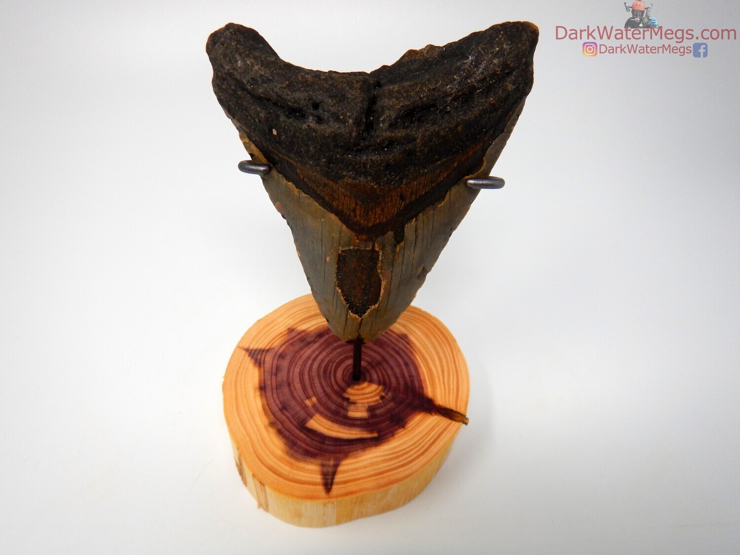 4.64&quot; large megalodon with wood stand