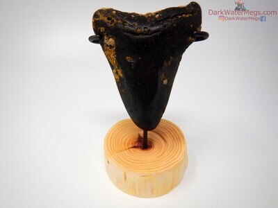 3.64" dark bladed megalodon with wood stand