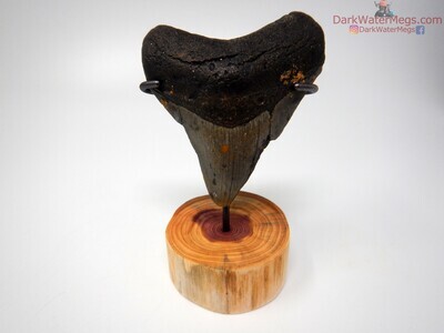 3.72" dark megalodon with wood stand