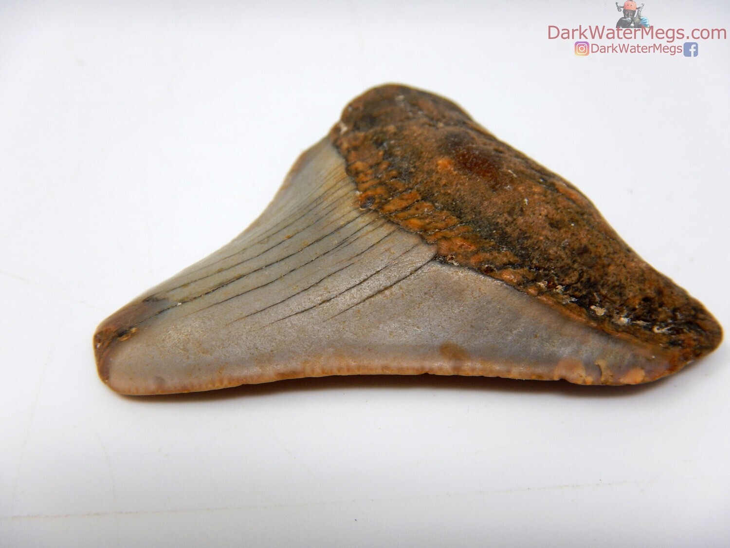 2.08&quot; baby megalodon