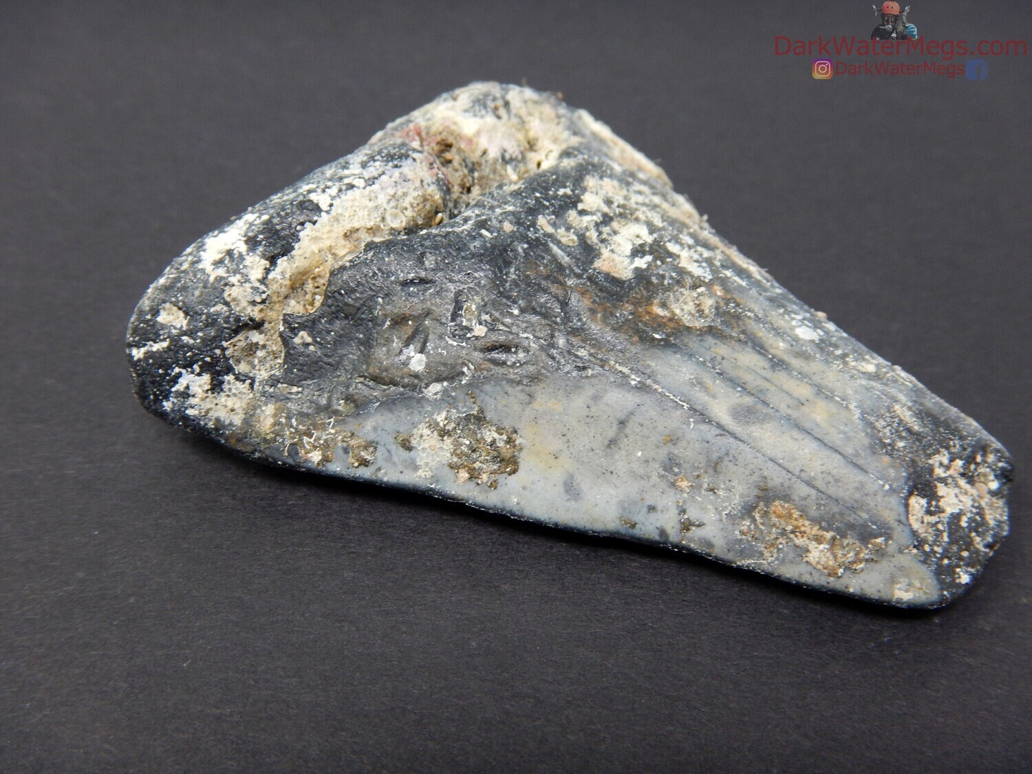 2.51&quot; uncleaned juvenile megalodon