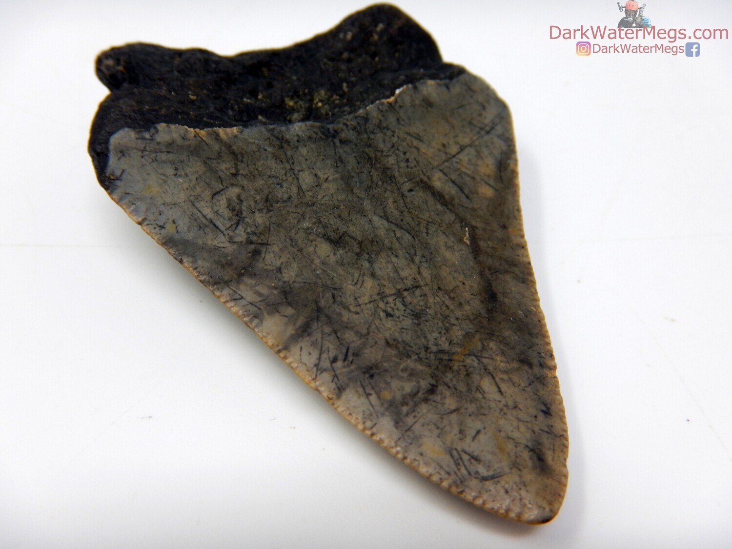 2.51&quot; wild patterned bladed megalodon