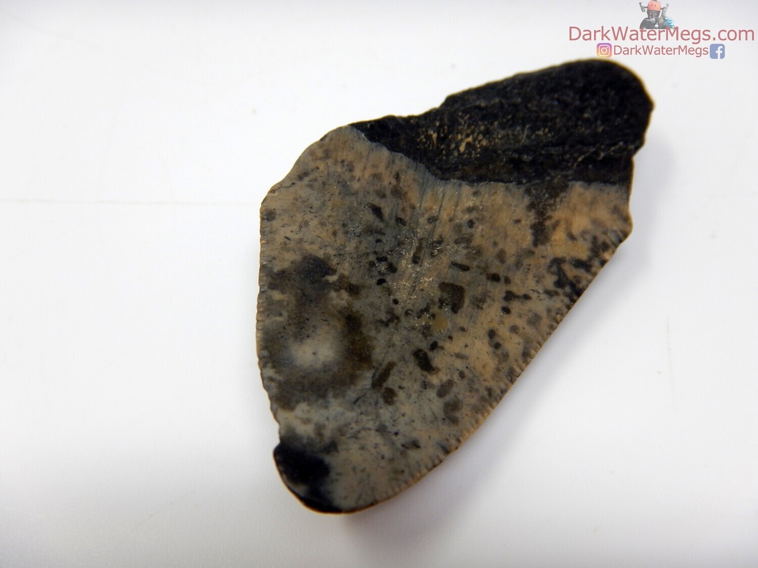 2.27&quot; black speckle bladed megalodon