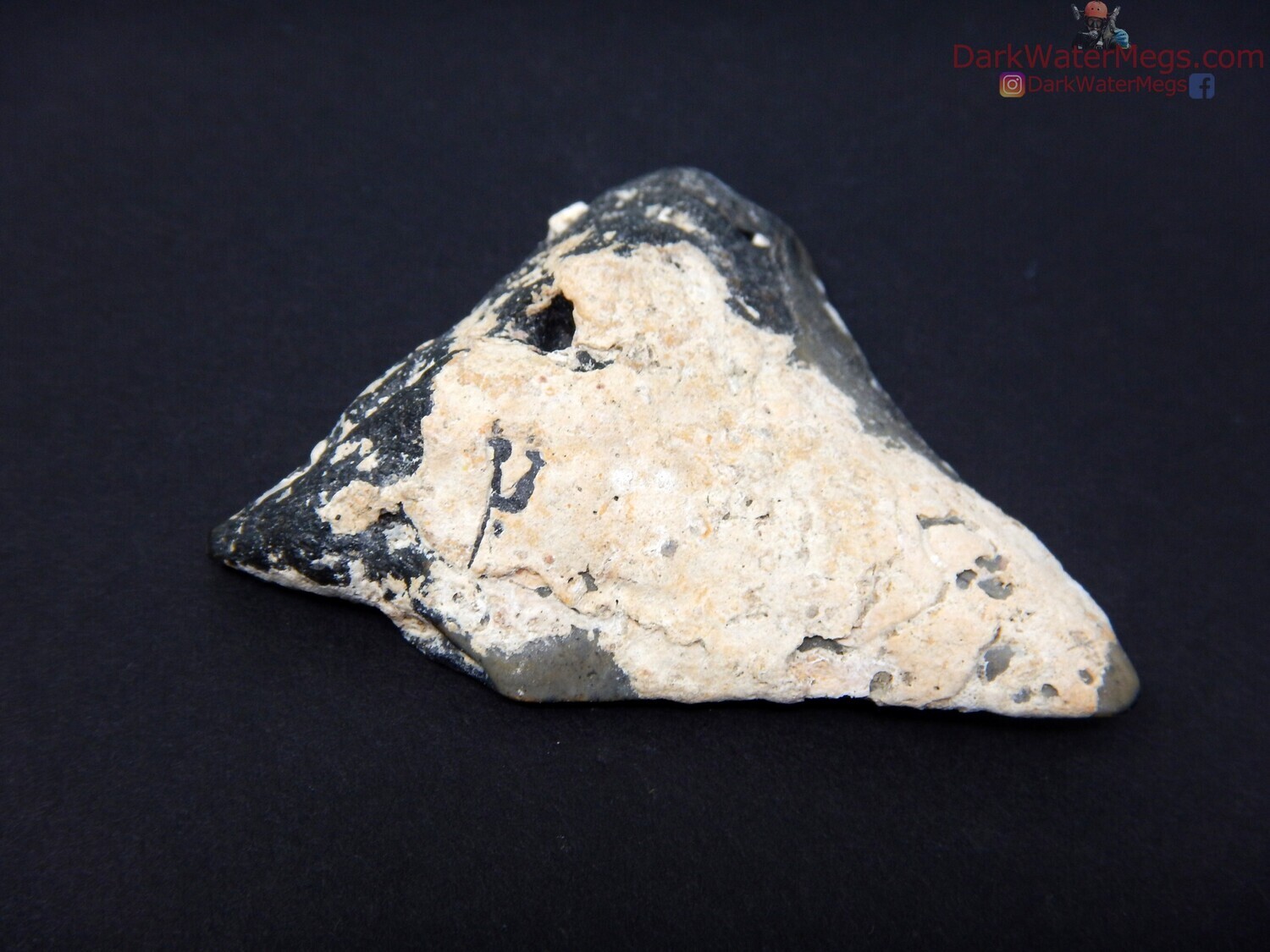 2.28&quot; not cleaned megalodon