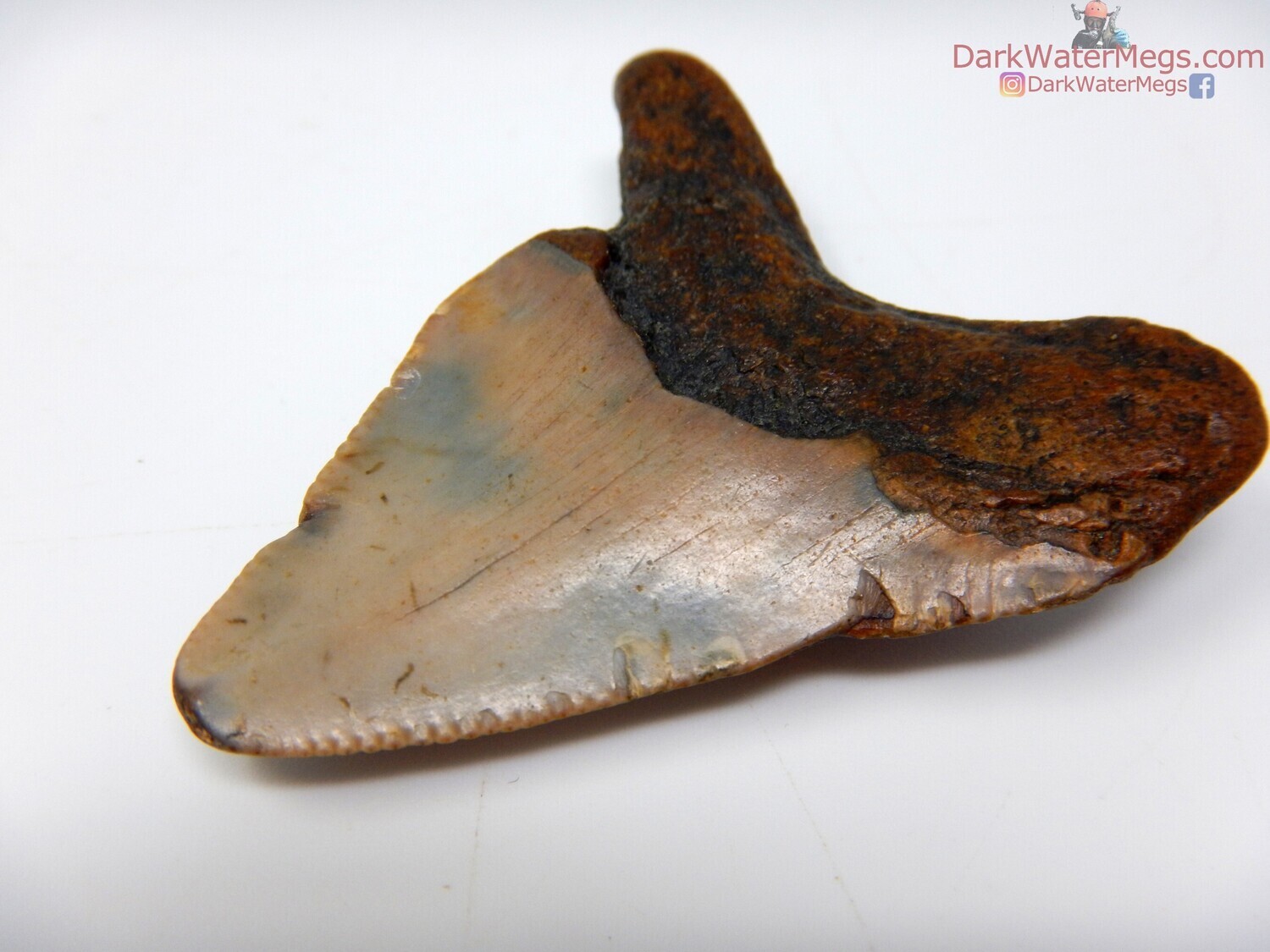 2.03&quot; blue and orange bladed megalodon