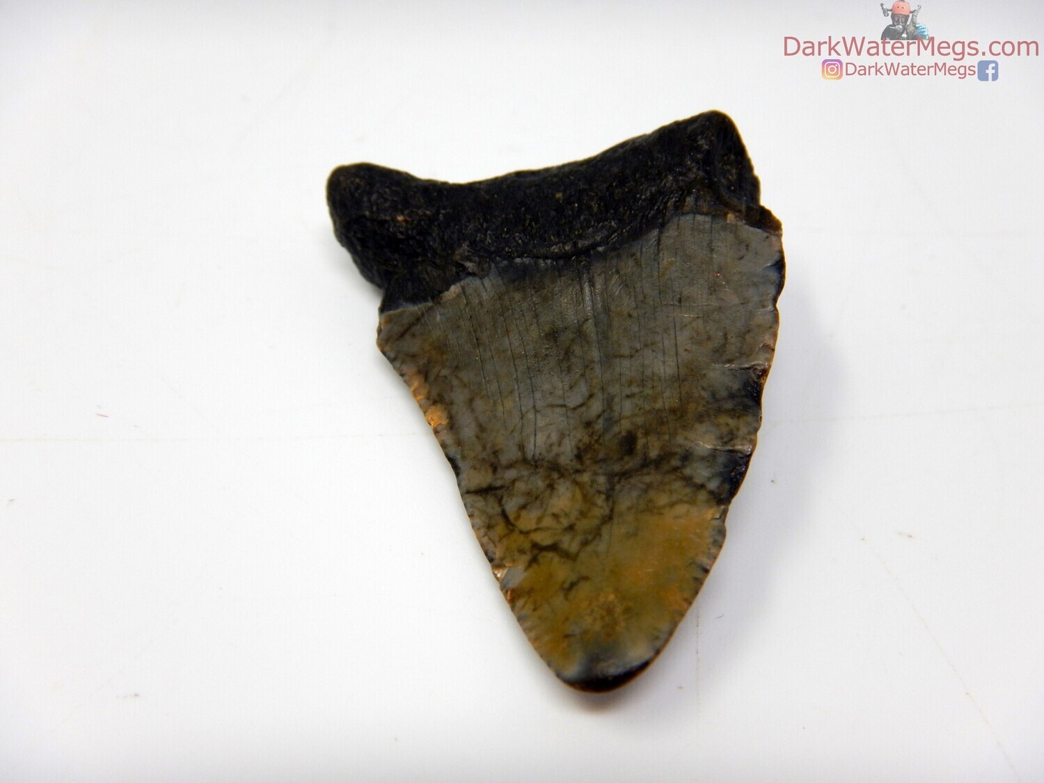 1.89&quot; patterned bladed megalodon