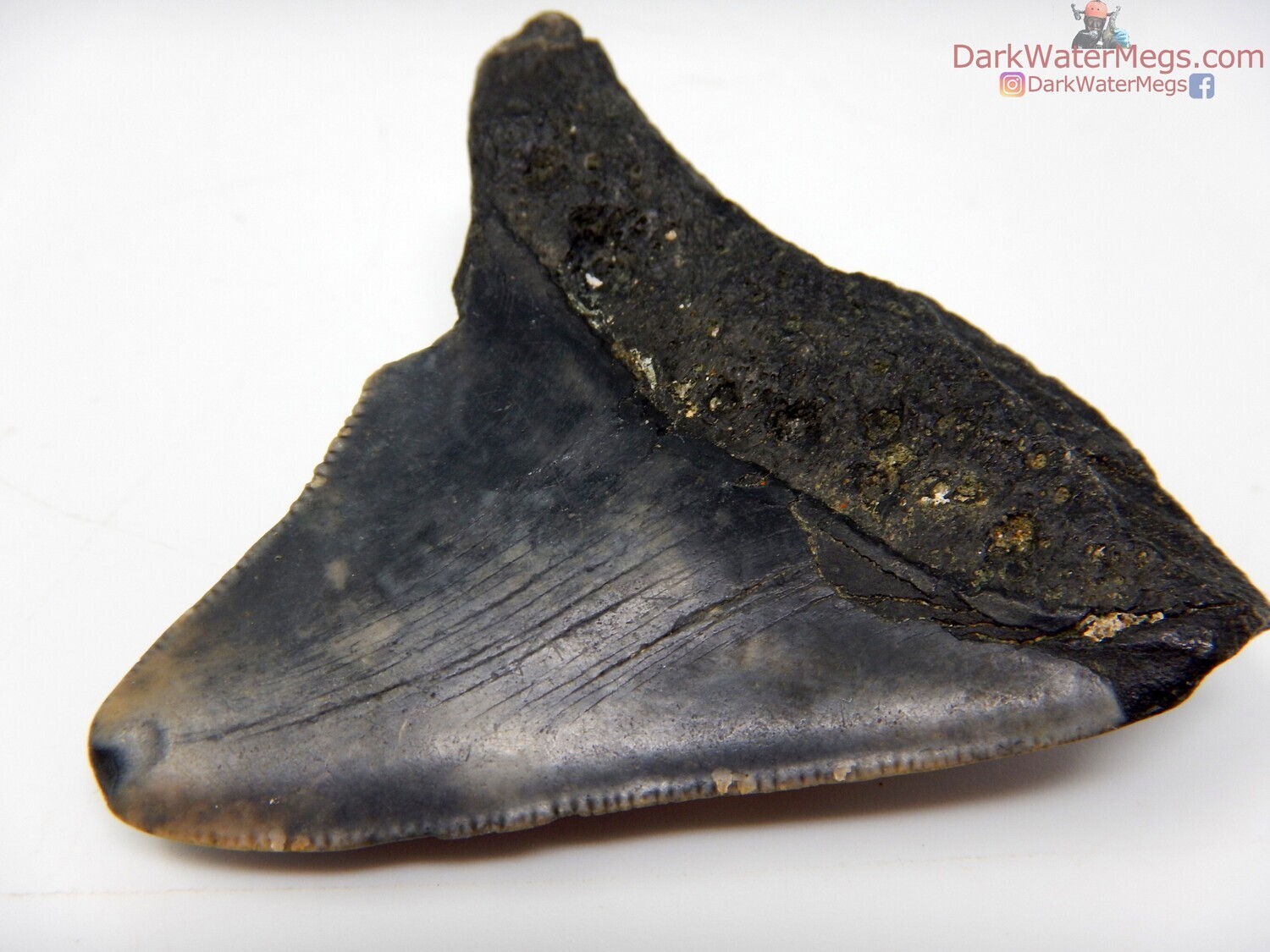 2.36&quot; curved megalodon tooth