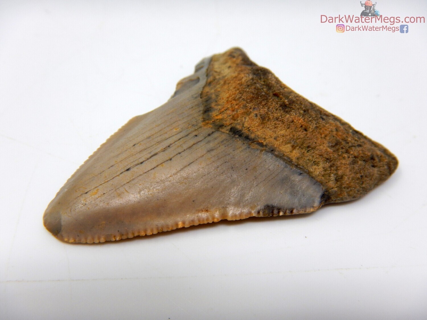 1.99&quot; orange and tan tooth