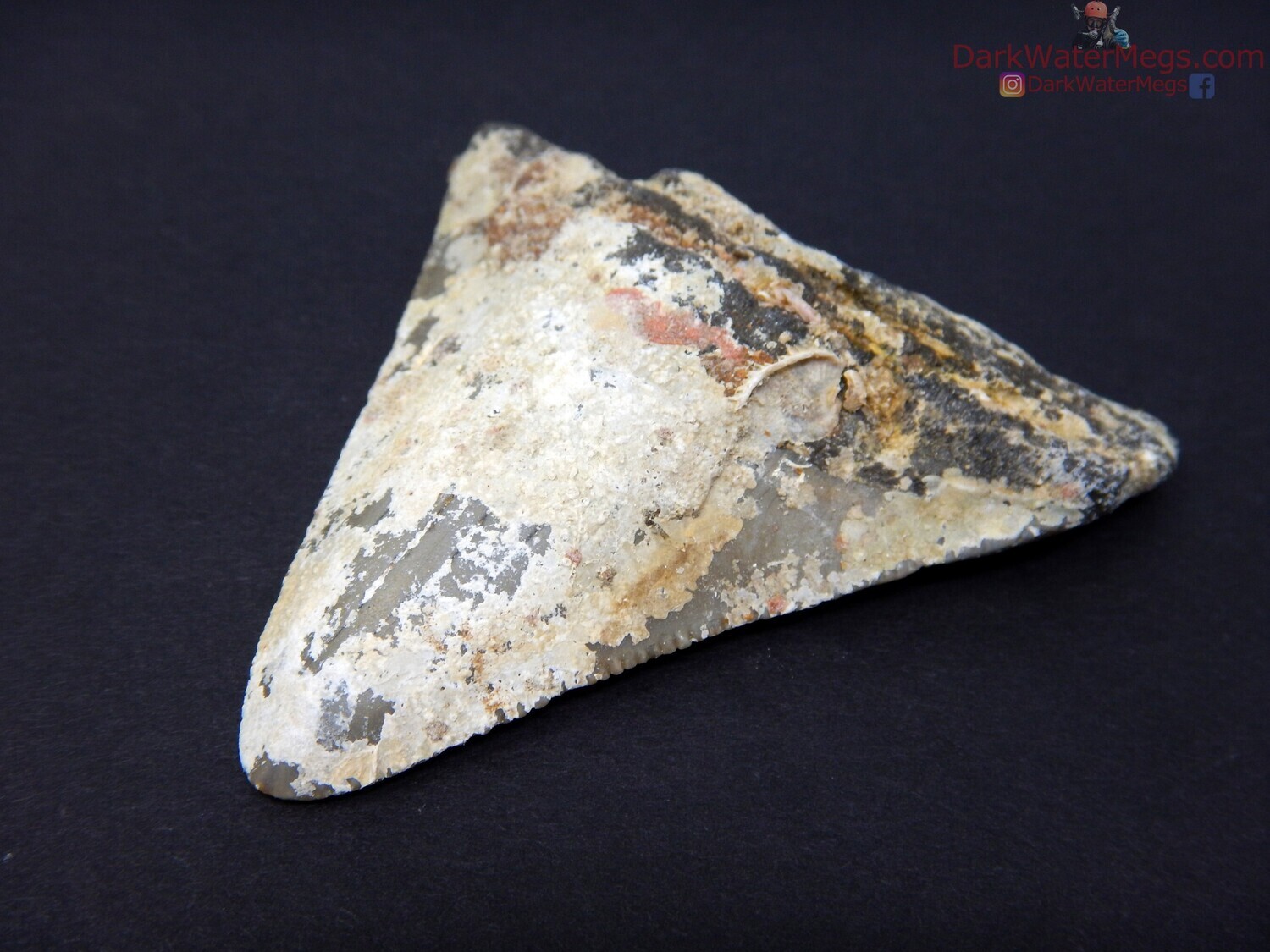 2.47&quot; wide uncleaned megalodon tooth