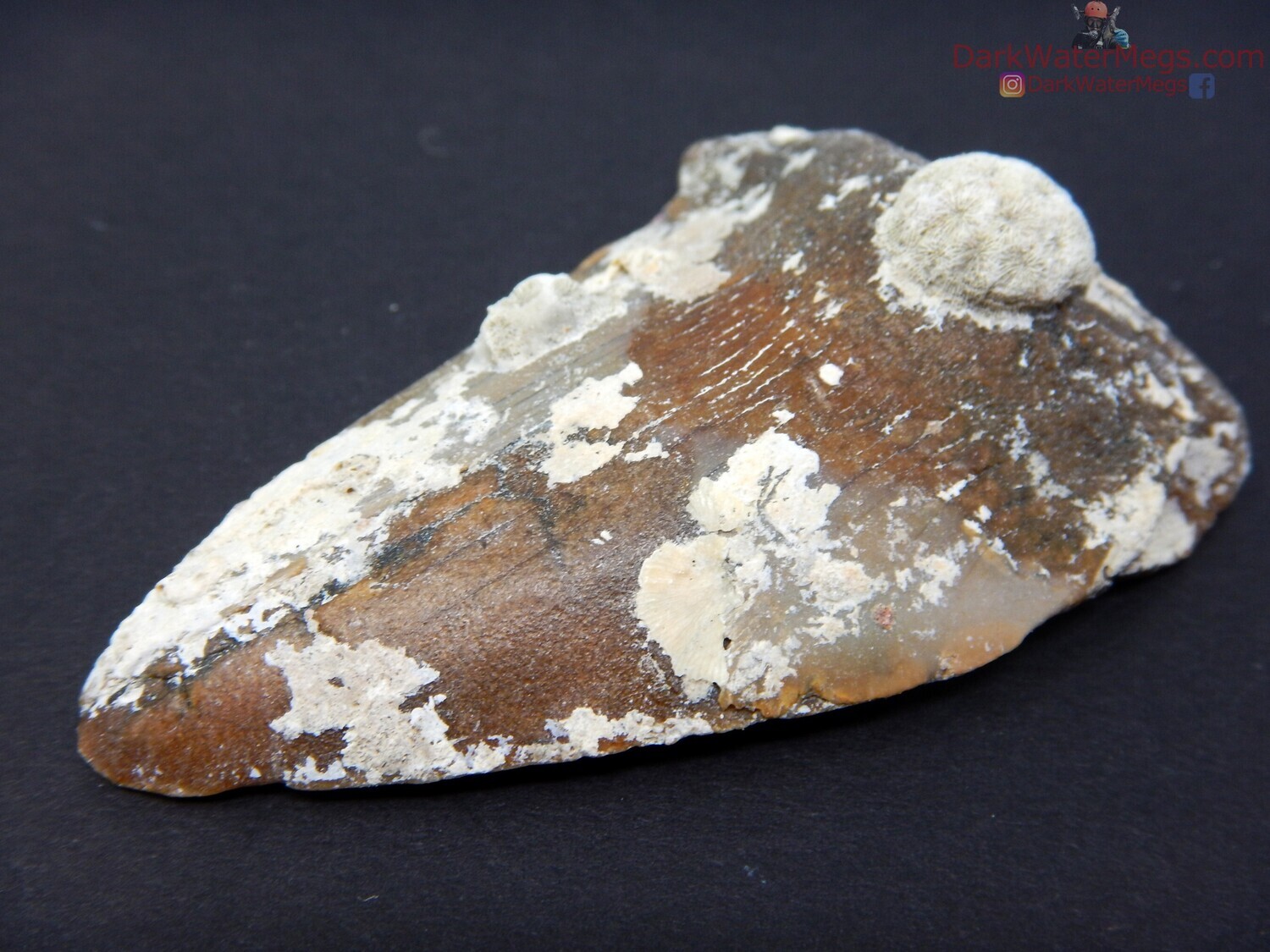 2.84&quot; uncleaned fossil megalodon