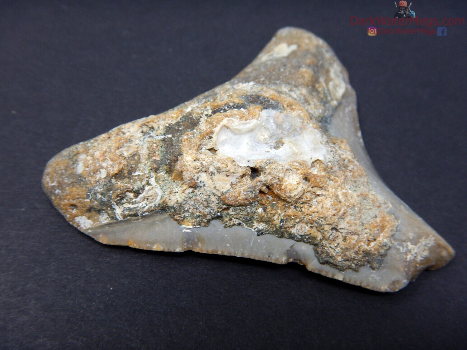 2.41&quot; uncleaned young megalodon