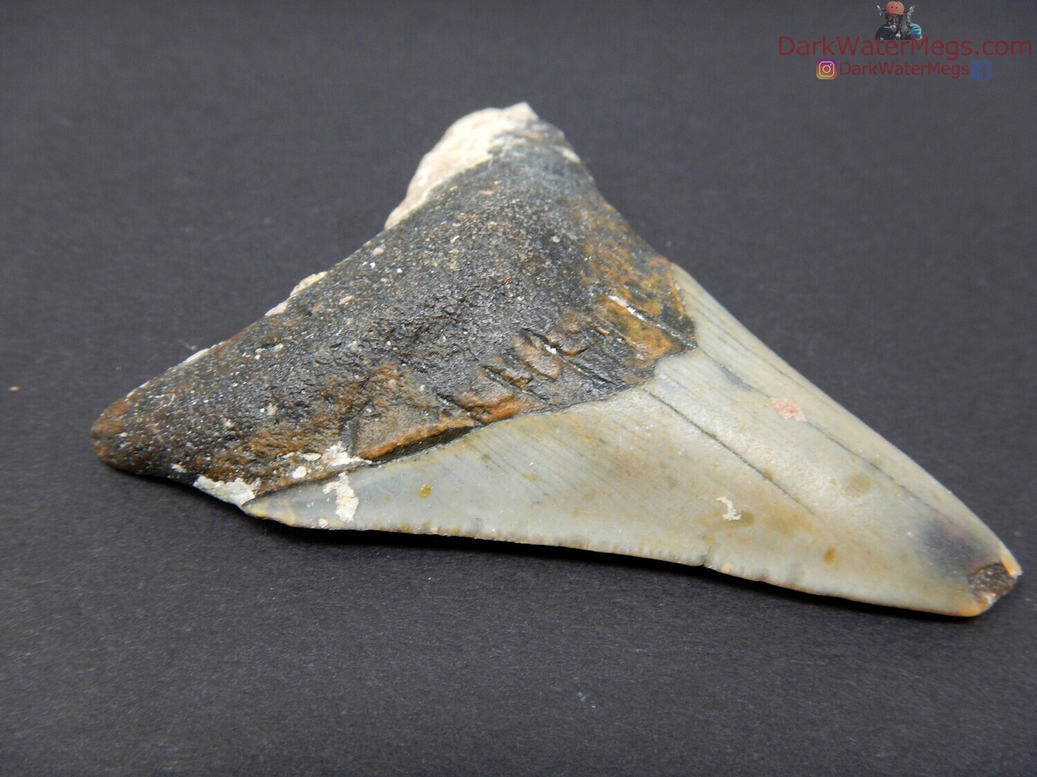 2.54&quot; uncleaned skinny megalodon