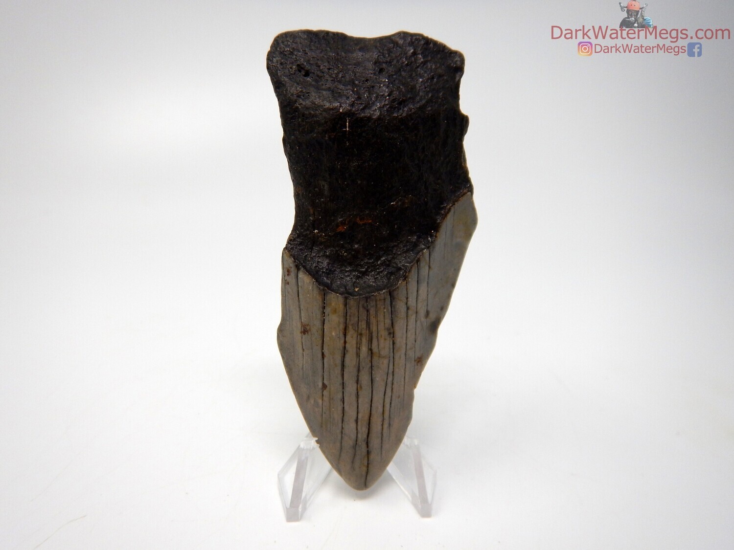 3.44&quot; skinny megalodon on clear stand