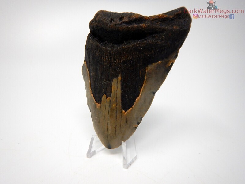 3.66"  megalodon fossil on clear stand