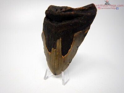 3.66" megalodon fossil on clear stand