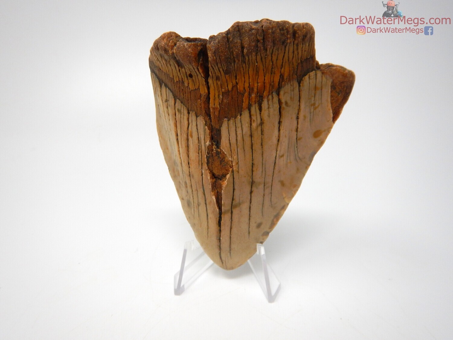 3.78&quot; orange megalodon on clear stand