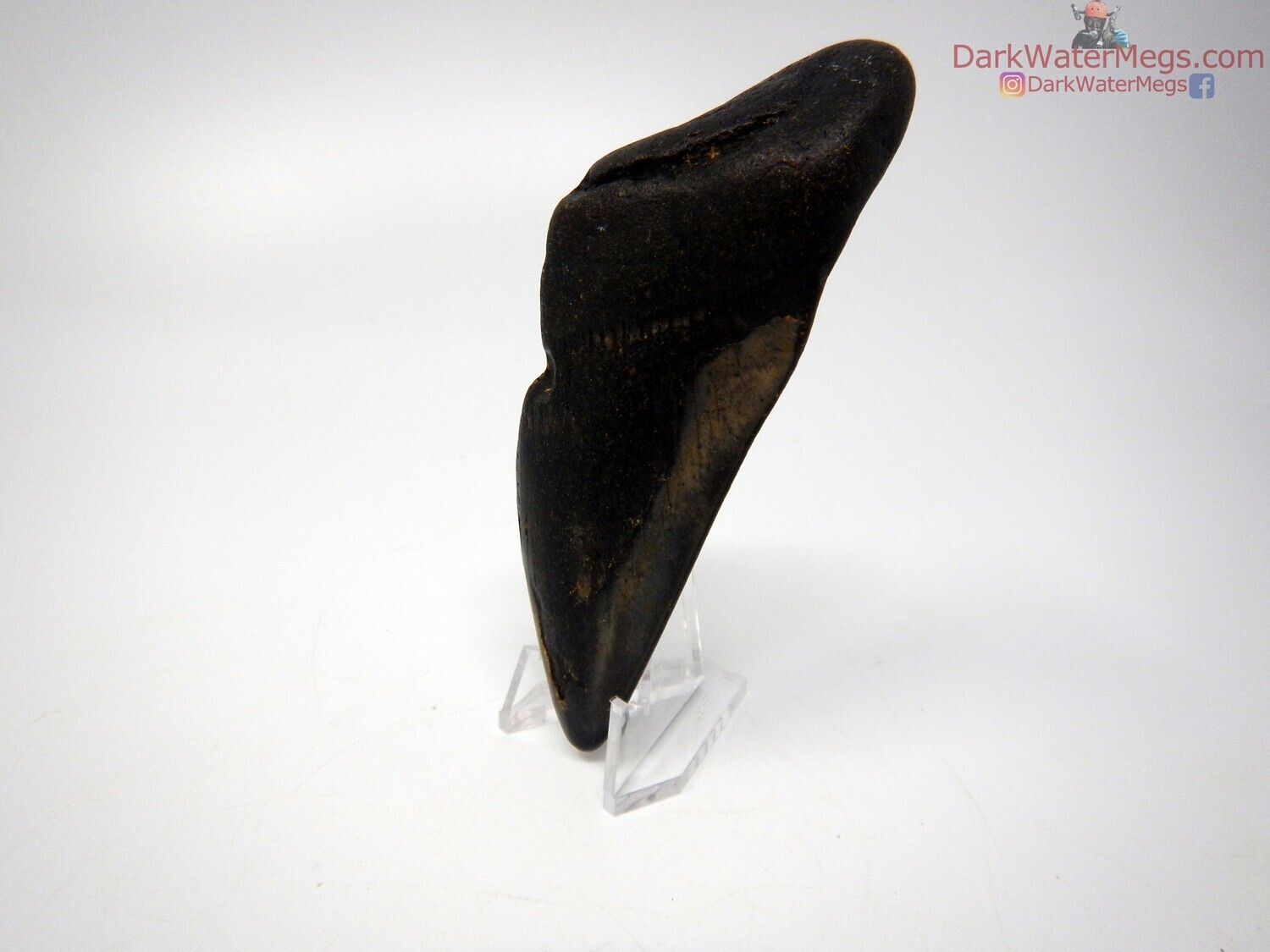 4.12&quot; black megalodon on clear stand