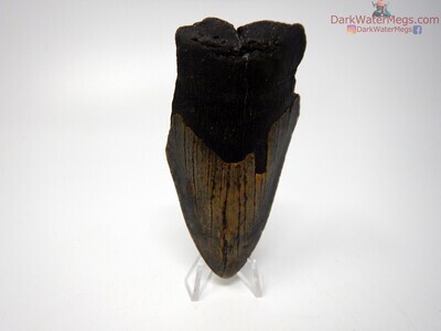 3.92" narrow megalodon on clear stand