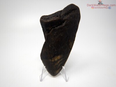 4.55" dark megalodon on clear stand