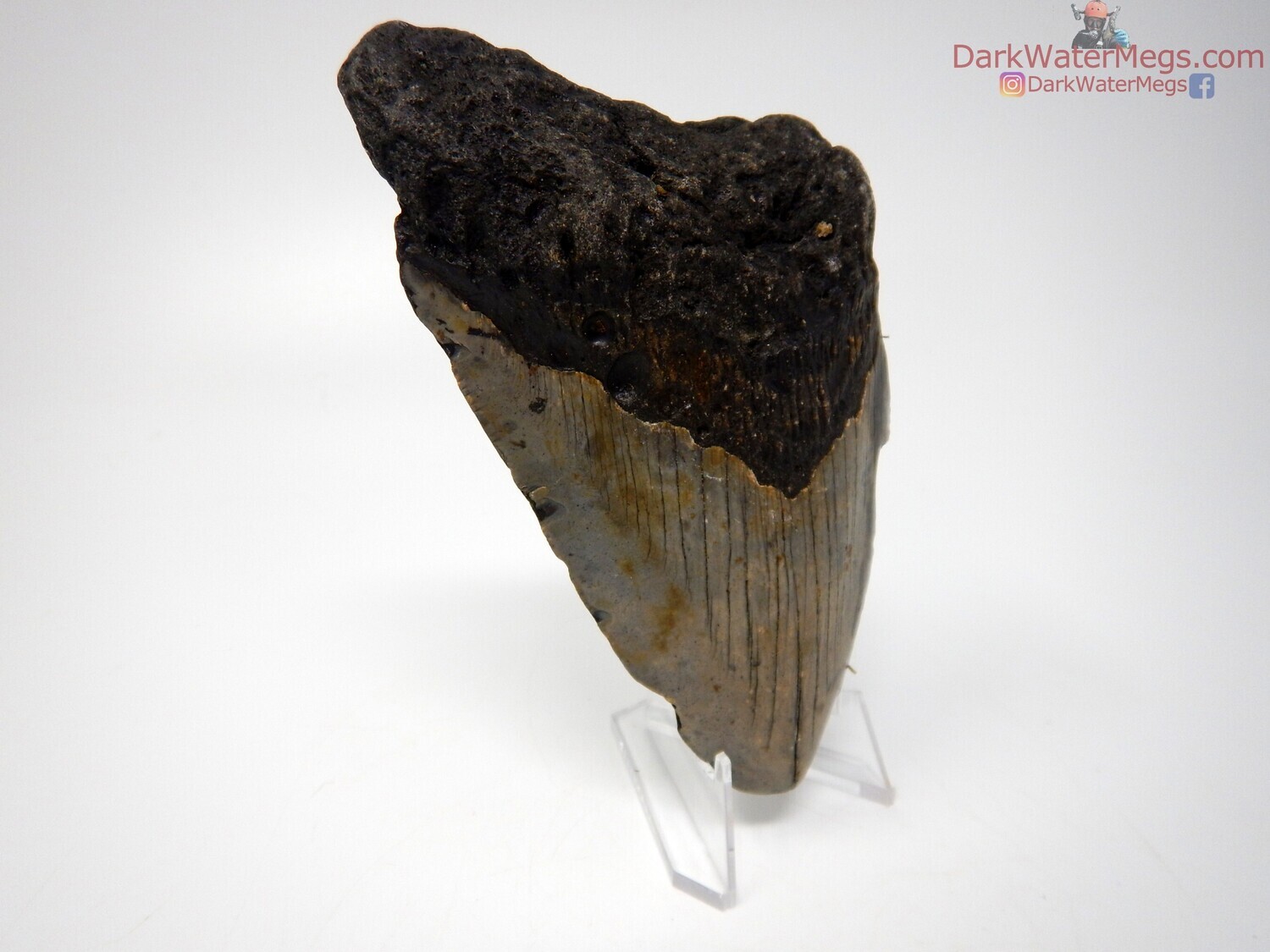 5.17&quot; contrasting megalodon on clear stand