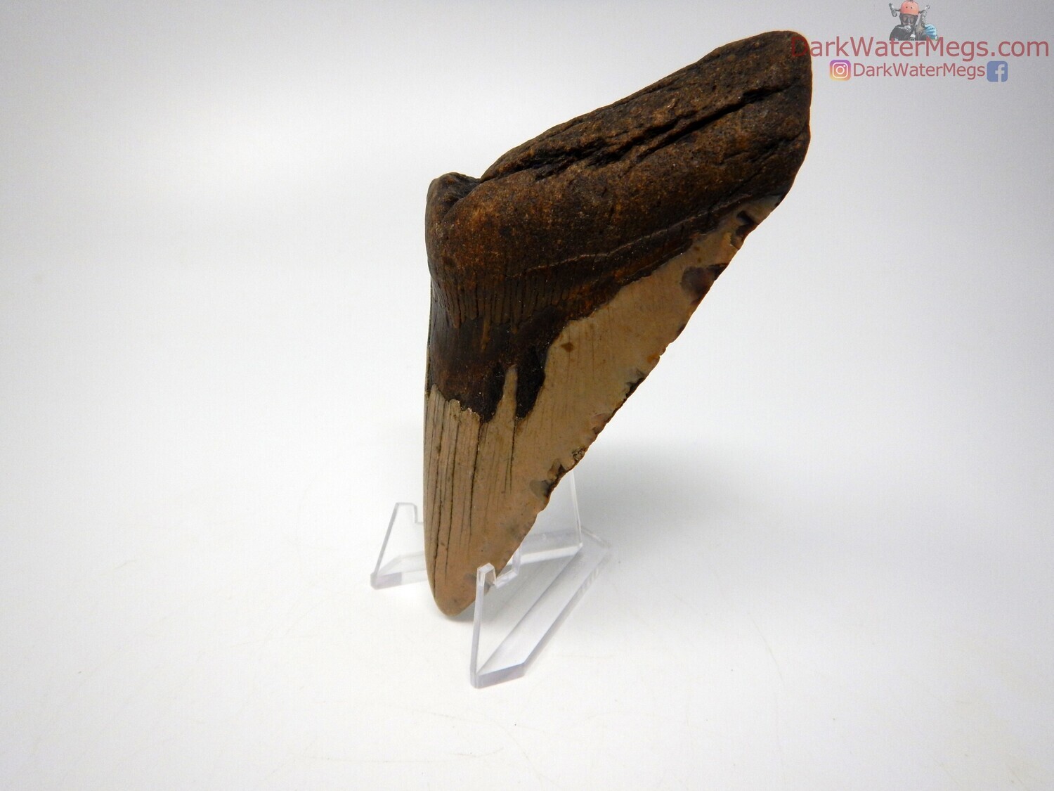 4.82&quot; pointy megalodon on clear stand