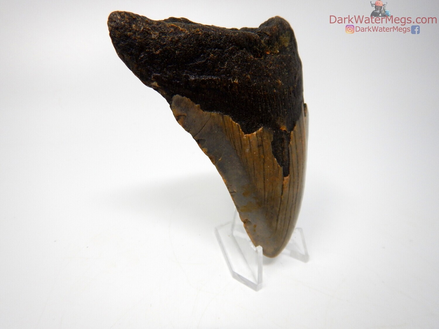 3.83&quot;  fossil megalodon on clear stand