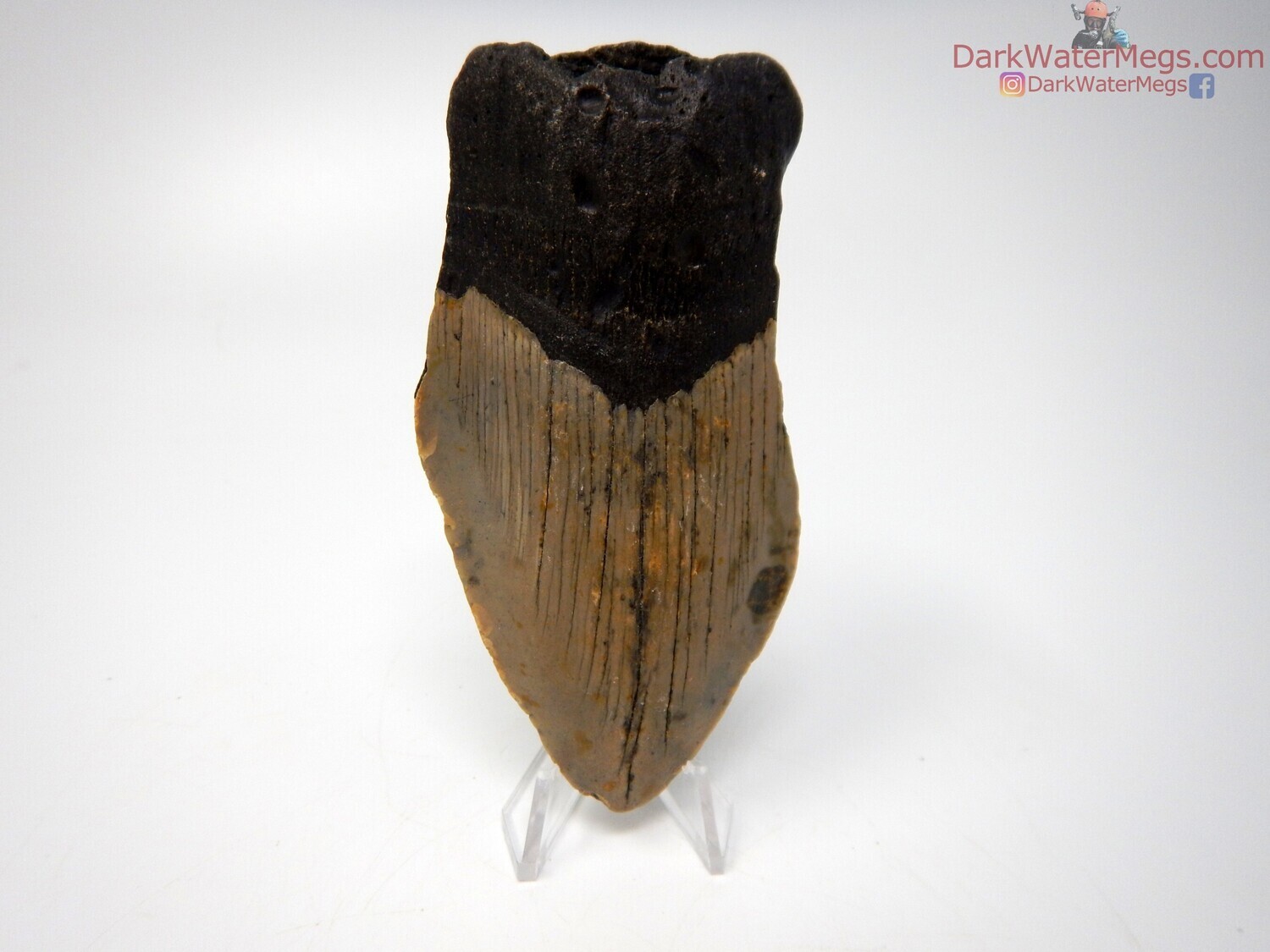 3.82&quot;  fossilized megalodon on clear stand