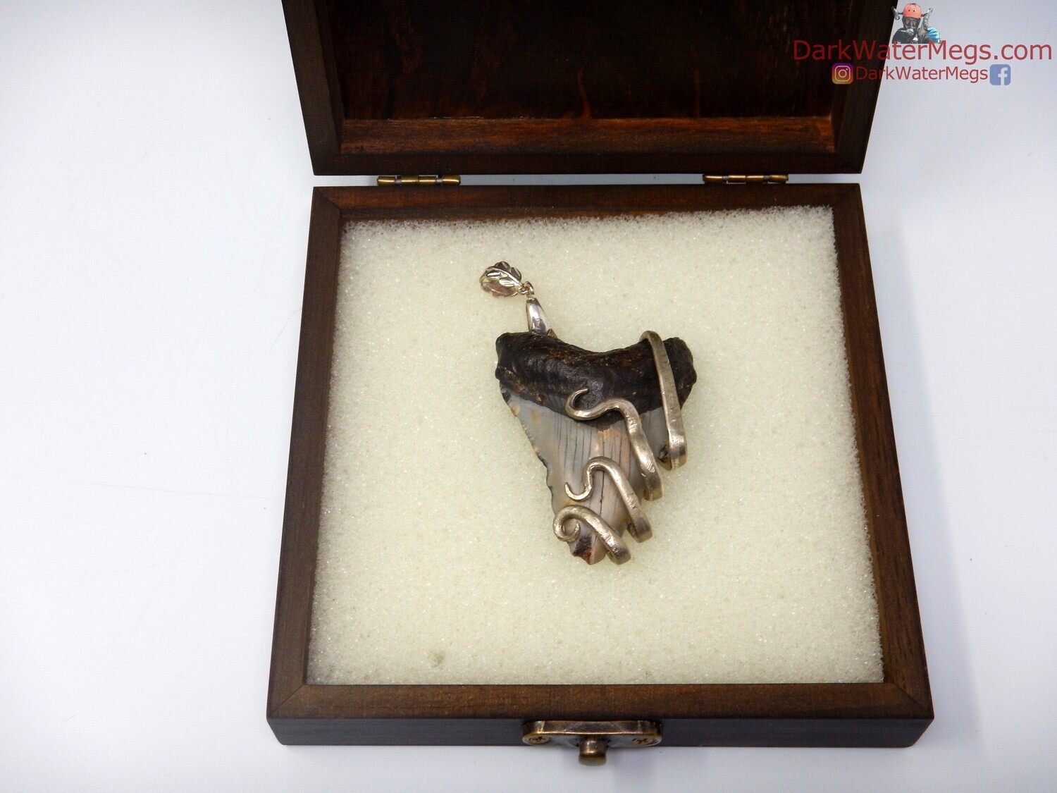 2.24&quot; Fork Wrapped Megalodon Necklace In Box