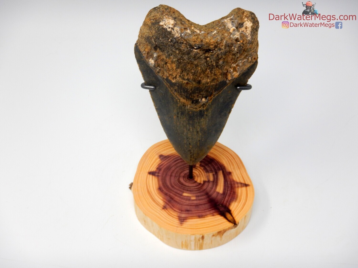 4.92&quot; beautiful megalodon with wood stand