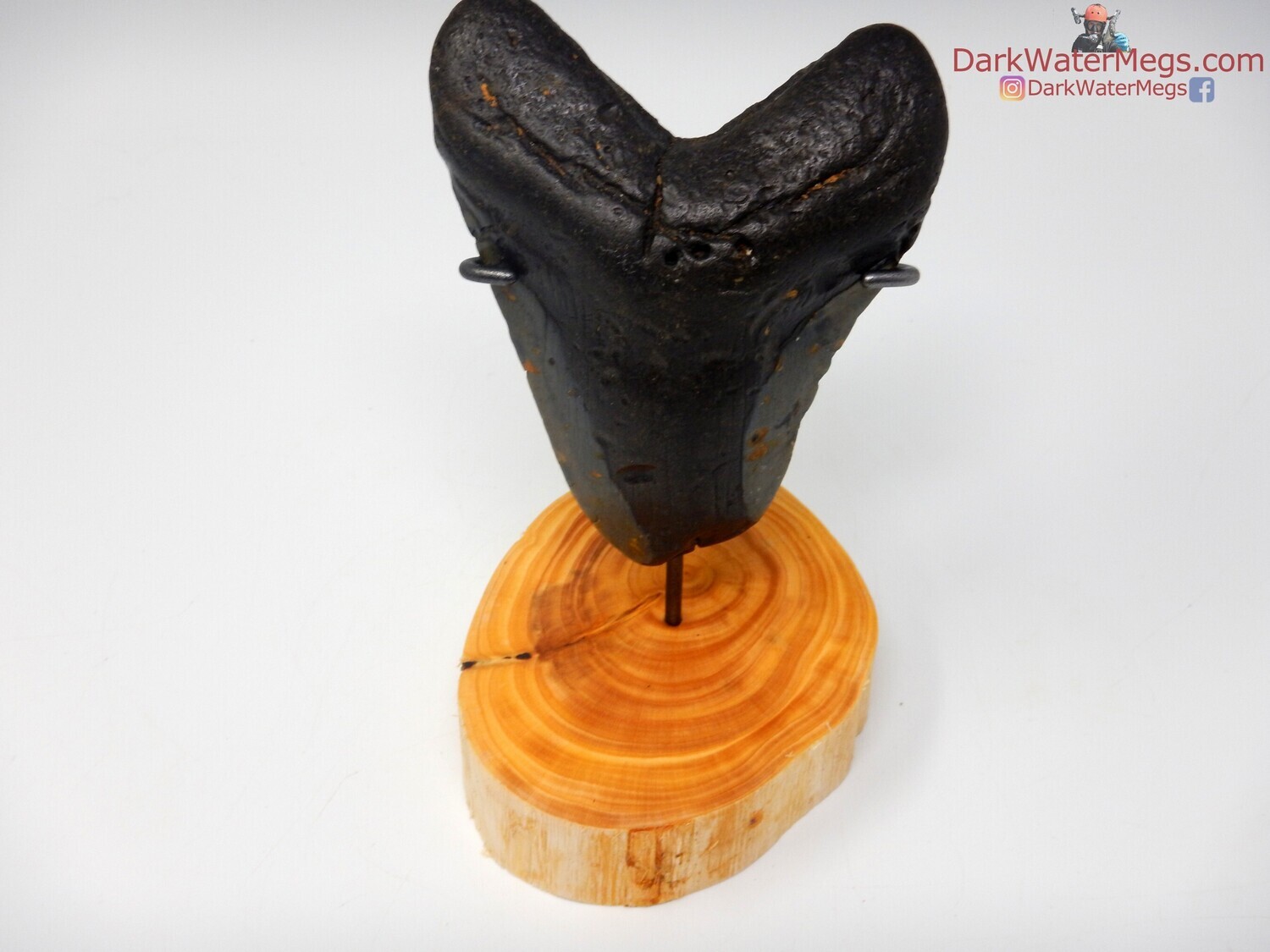 4.41&quot; dark bladed megalodon with wood stand