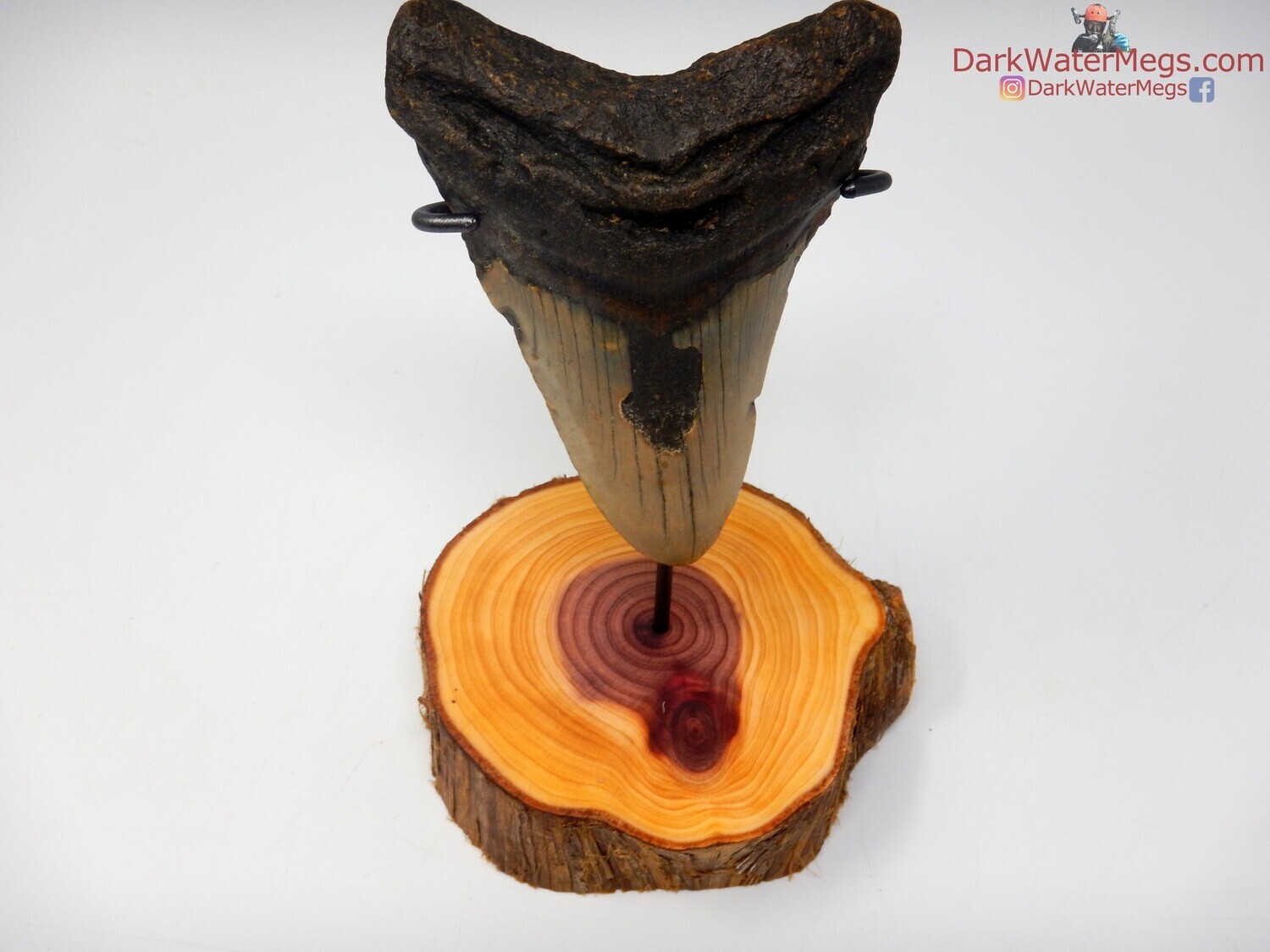 4.55&quot; narrow bladed megalodon with wood stand