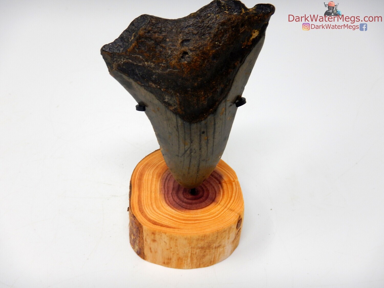 3.32&quot; megalodon with wood stand