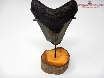 3.75" bargain megalodon with wood stand