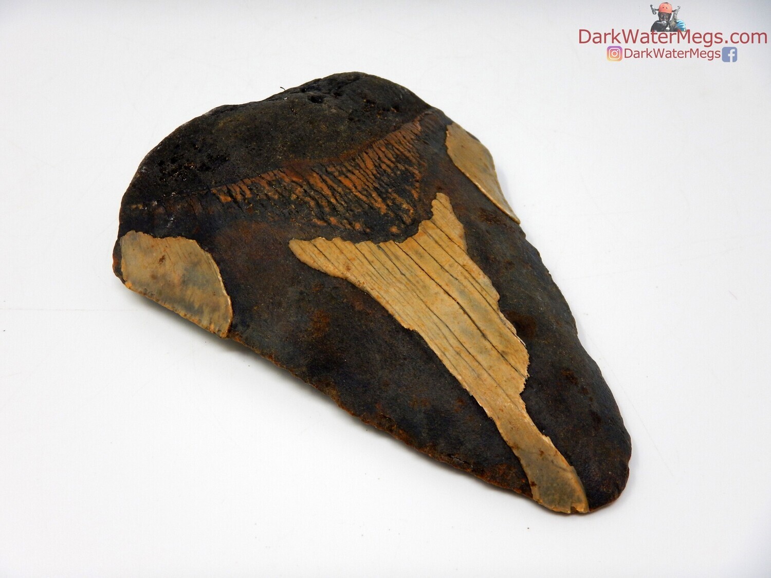 5.03&quot;  bargain fossilized megalodon