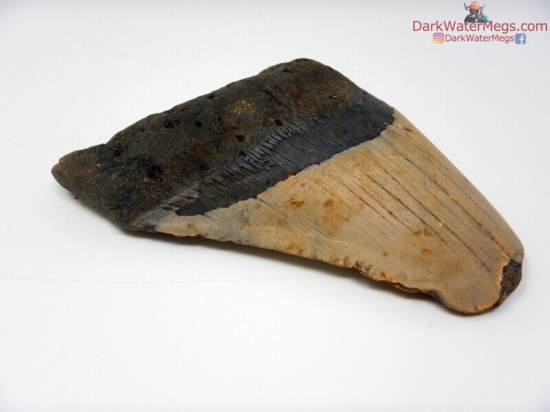 5.01"  fossilized megalodon