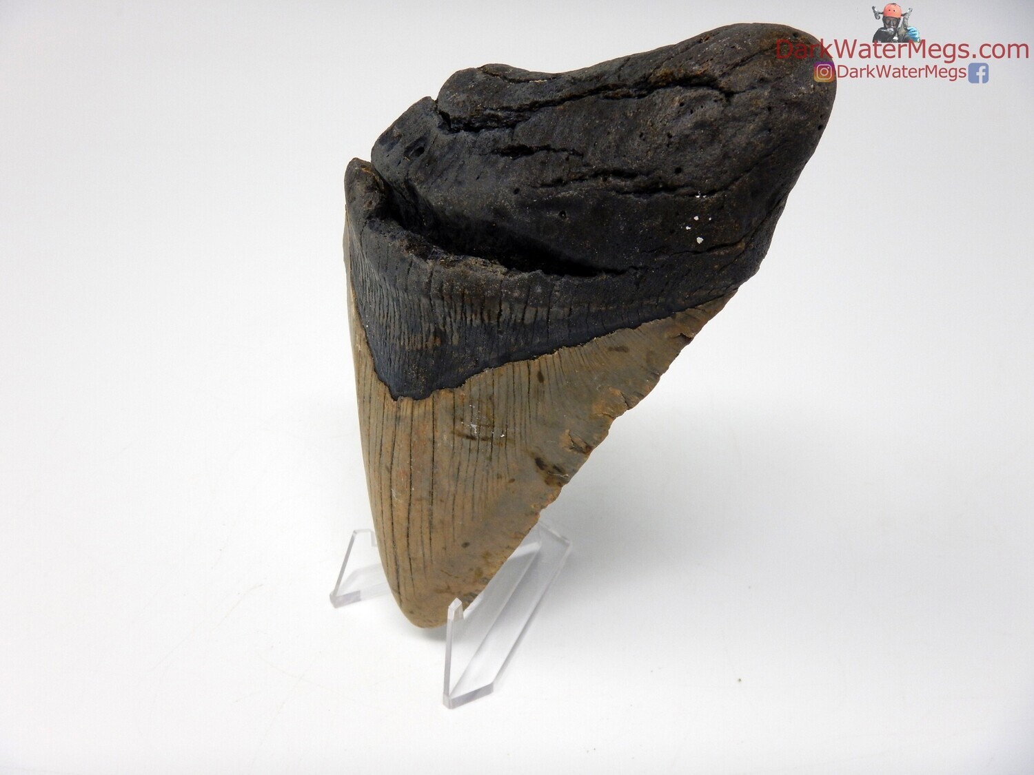 5.44&quot;  giant fossilized megalodon with clear stand