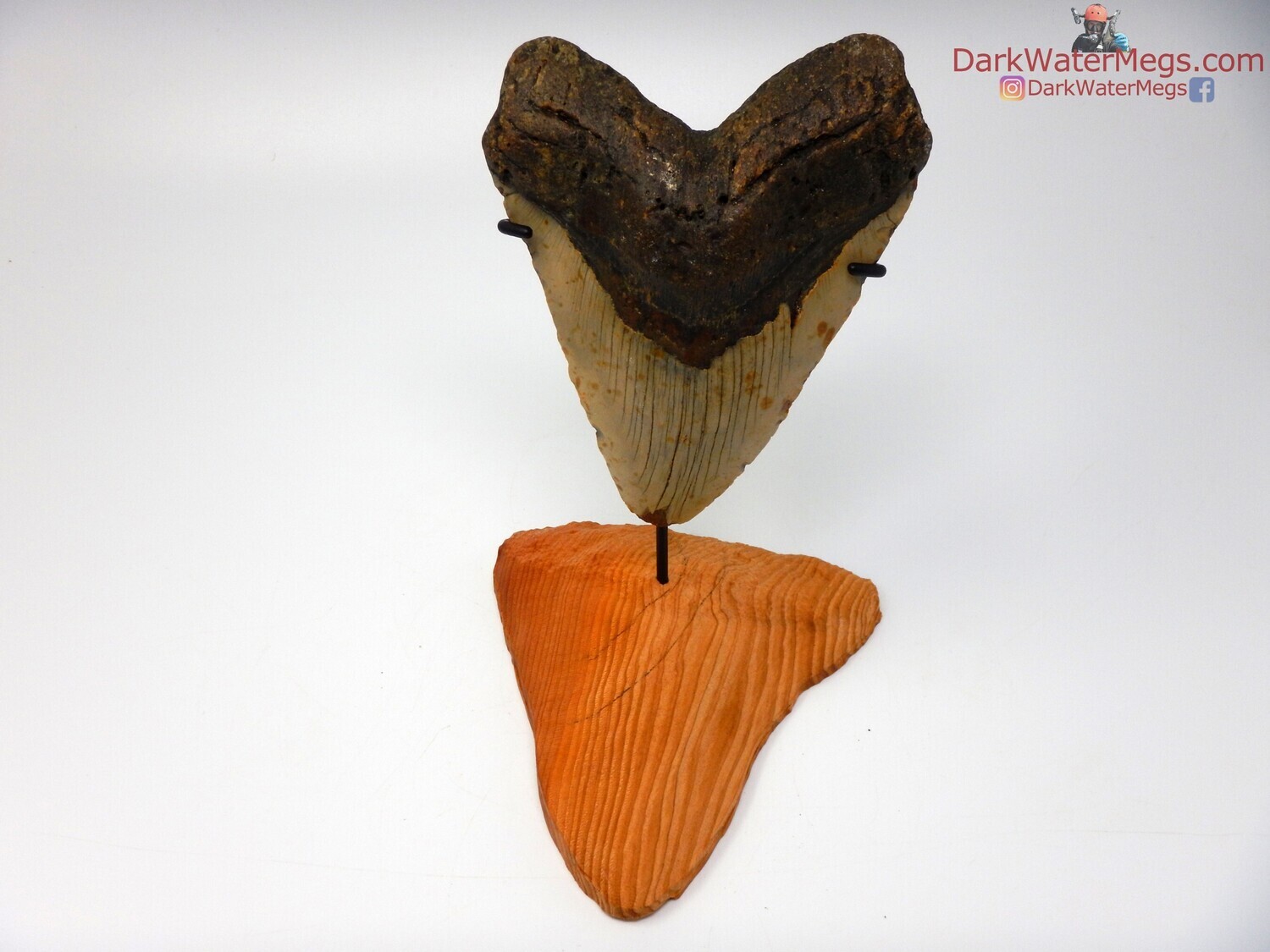 5.58&quot; giant megalodon with wood megalodon stand