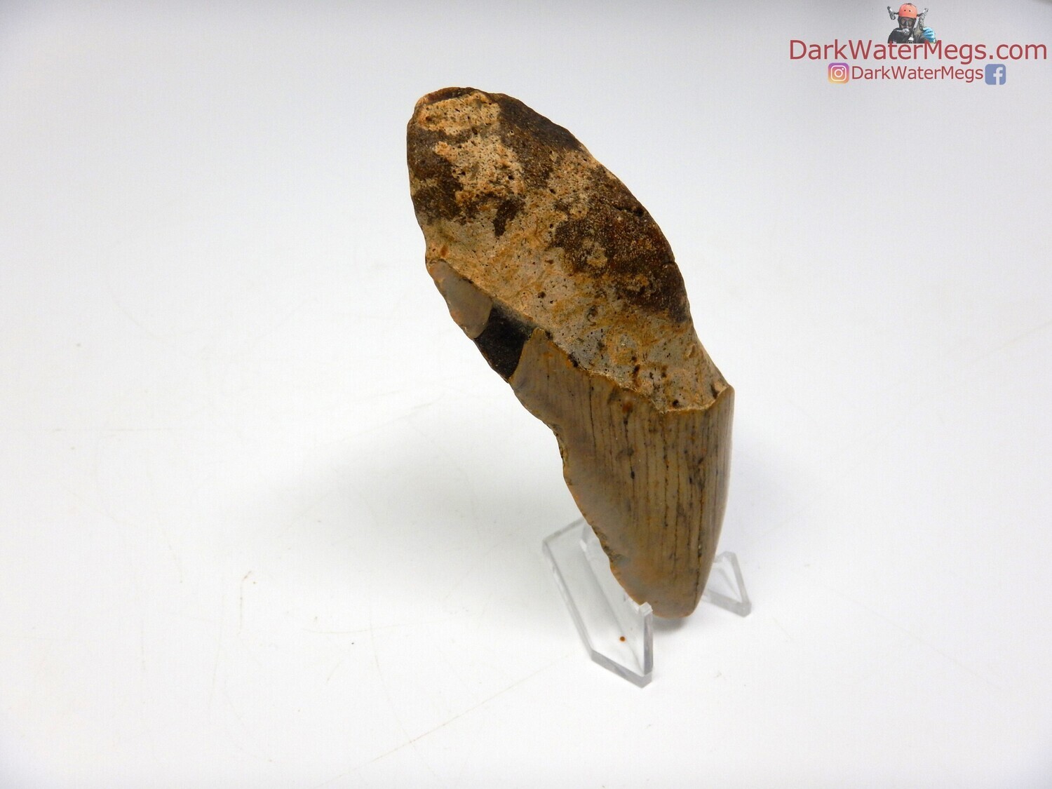 4.06&quot; large fossil megalodon with clear stand