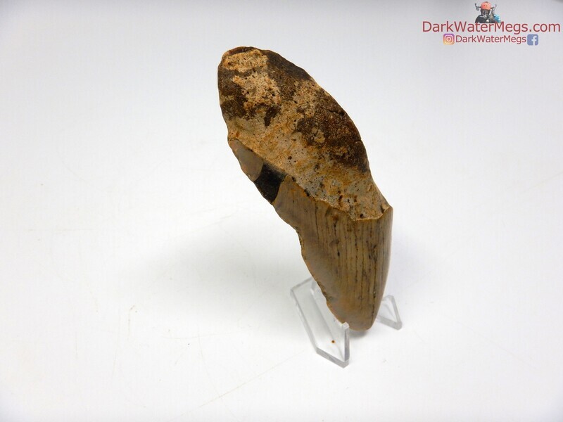 4.06" large fossil megalodon with clear stand