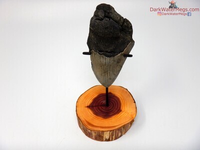 4.05" bargain fossil megalodon with wood stand