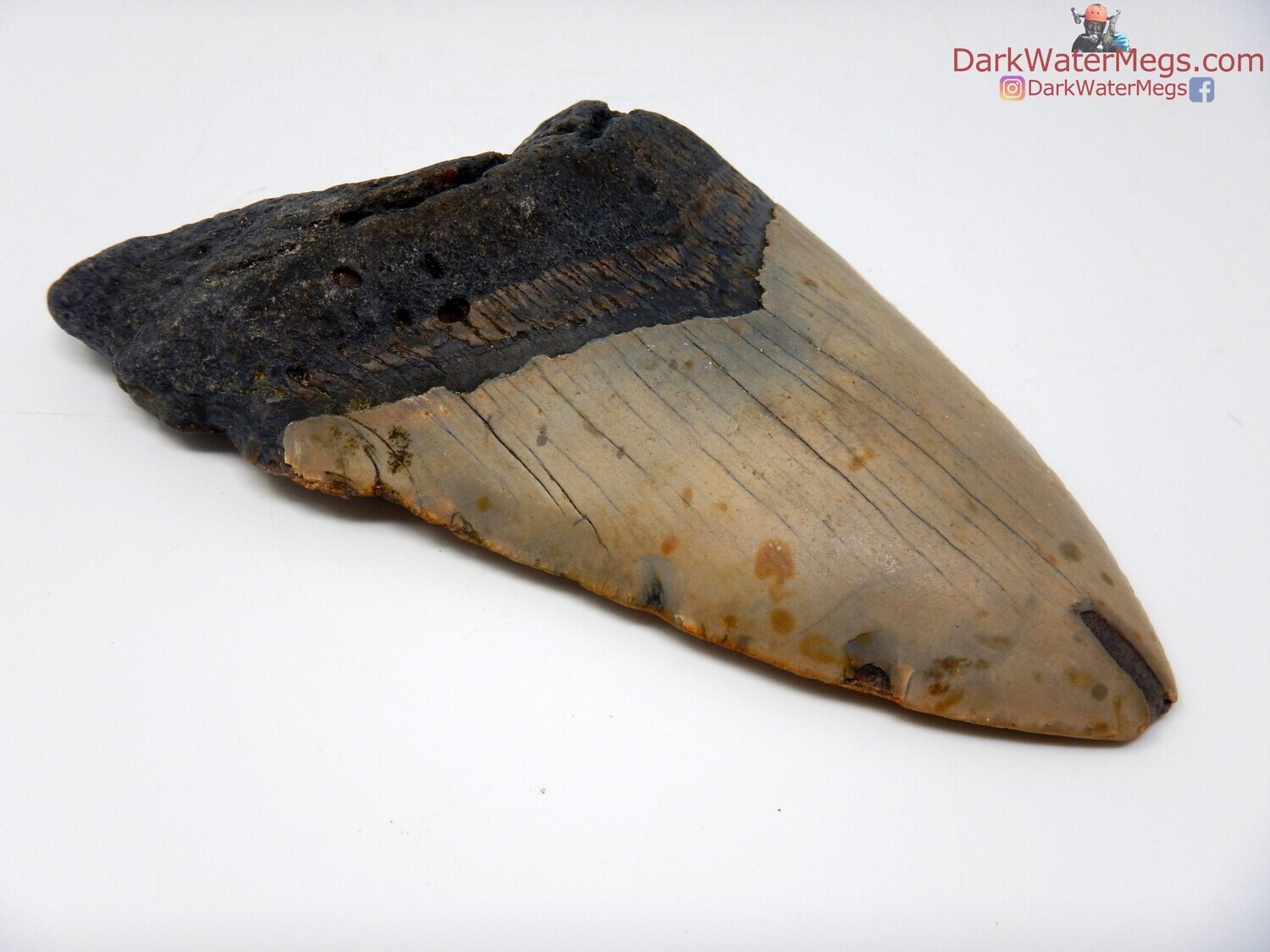 5.36&quot;  large fossilized megalodon