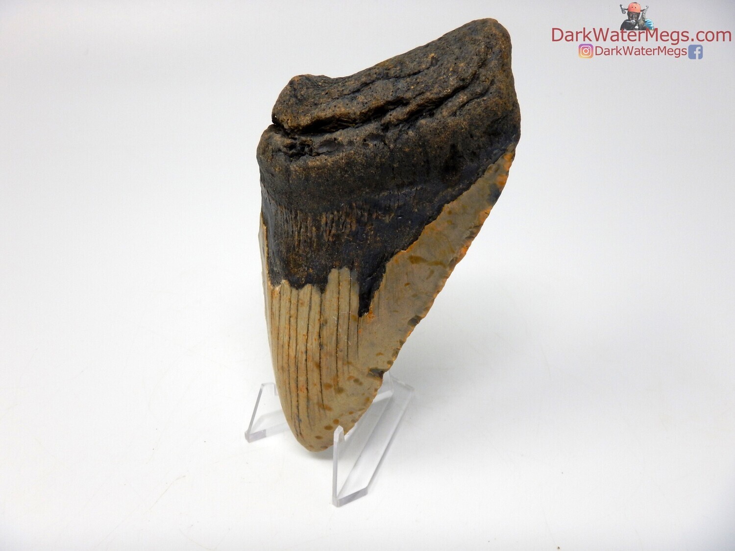 5.05&quot;  large fossilized megalodon with clear stand