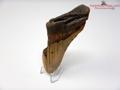 4.39" fossil megalodon with clear stand