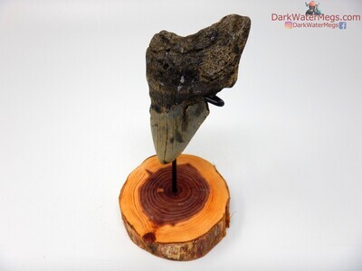4.63" fossil megalodon with wood stand