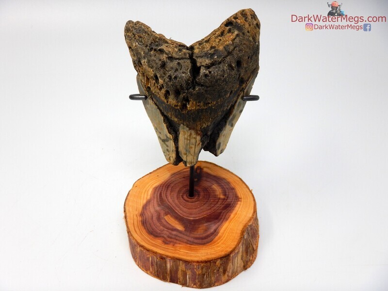 4.21"  fossil megalodon with wood stand
